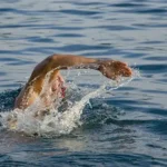 Kota Samarinda Manfaat Olahraga Ringan untuk Kesehatan Jantung dan Paru Paru